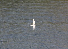 Gelochelidon nilotica