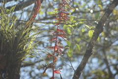 Tillandsia guatemalensis