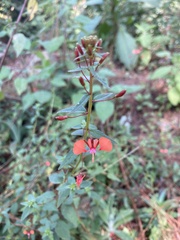 Lopezia racemosa