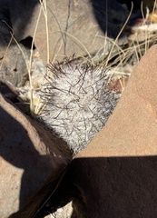 Mammillaria tetrancistra