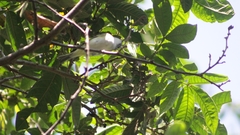 Vireo solitarius