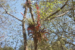 Tillandsia guatemalensis