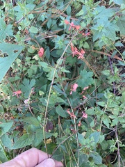 Lopezia racemosa