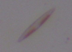 Naviculales