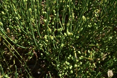 Ephedra chilensis
