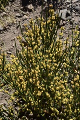 Ephedra chilensis