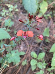 Lopezia racemosa