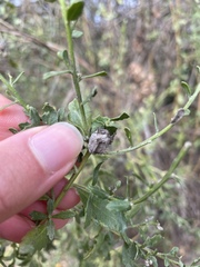 Rhopalomyia californica
