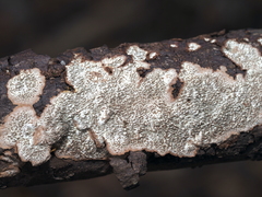 Dentocorticium portoricense