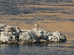 Alopochen aegyptiaca