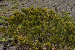 Ephedra chilensis