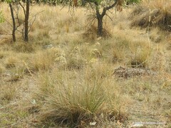 Celtica gigantea