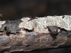 Dentocorticium portoricense