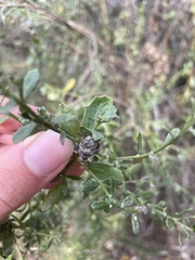 Rhopalomyia californica