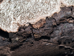 Dentocorticium portoricense