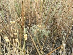 Helichrysum stoechas