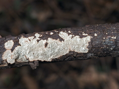 Dentocorticium portoricense