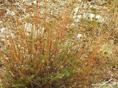 Santolina rosmarinifolia
