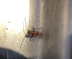 Closterotomus fulvomaculatus