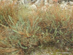 Santolina rosmarinifolia