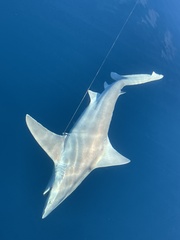 Carcharhinus plumbeus