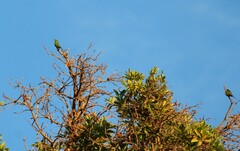 Merops viridissimus