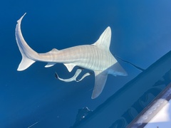 Carcharhinus plumbeus