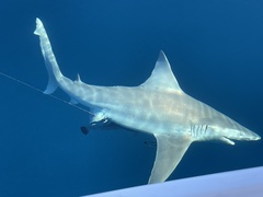 Carcharhinus plumbeus