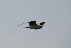 Chroicocephalus ridibundus