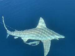 Carcharhinus plumbeus