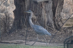 Ardea herodias