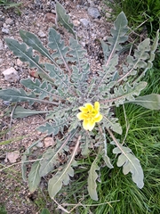 Oenothera primiveris primiveris