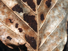 Acalitus ferrugineum