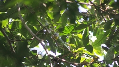 Leiothlypis ruficapilla