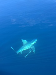 Carcharhinus plumbeus