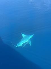 Carcharhinus plumbeus