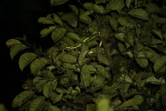 Ahaetulla farnsworthi