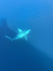 Carcharhinus plumbeus