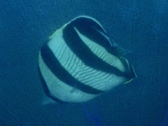 Chaetodon striatus