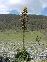 Agave gentryi