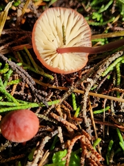 Marasmius plicatulus