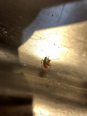 Closterotomus fulvomaculatus