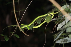 Ahaetulla farnsworthi