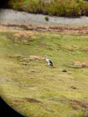 Oressochen melanopterus