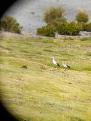 Oressochen melanopterus