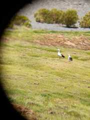 Oressochen melanopterus