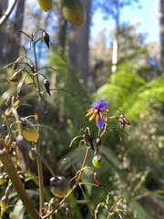 Dianella tasmanica