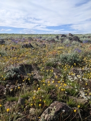 Artemisia papposa