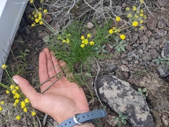 Lomatium bicolor leptocarpum