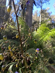 Dianella tasmanica